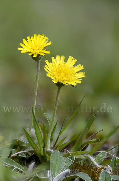 Kleines Habichtskraut (Pilosella officinarum)