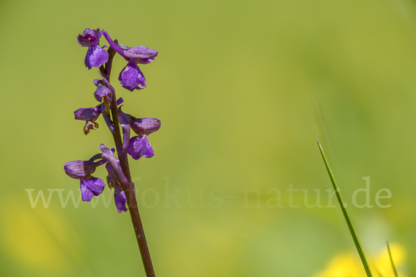 Kleines Knabenkraut (Orchis morio)