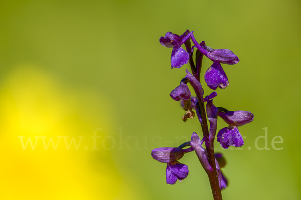 Kleines Knabenkraut (Orchis morio)