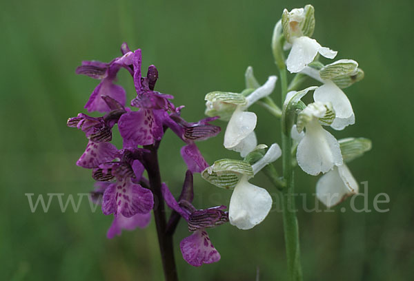 Kleines Knabenkraut (Orchis morio)