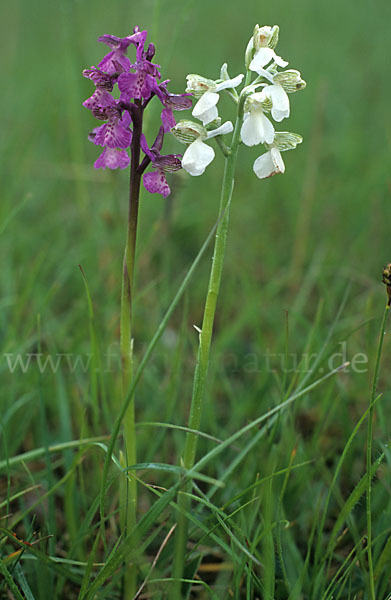 Kleines Knabenkraut (Orchis morio)