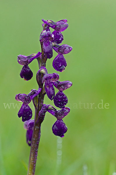 Kleines Knabenkraut (Orchis morio)