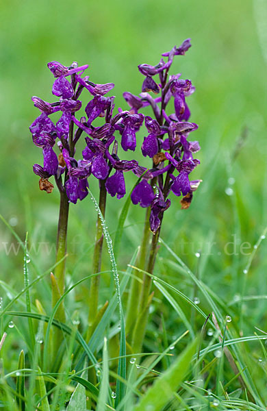 Kleines Knabenkraut (Orchis morio)