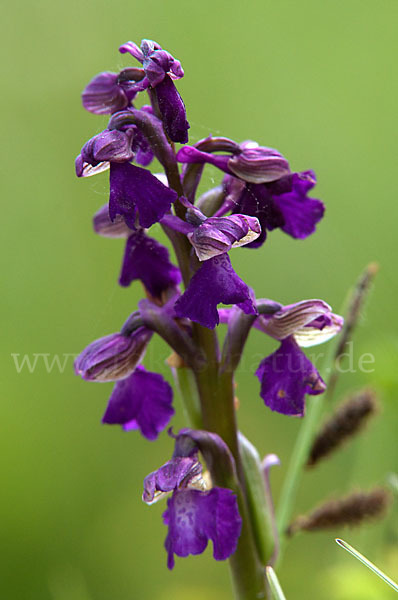 Kleines Knabenkraut (Orchis morio)