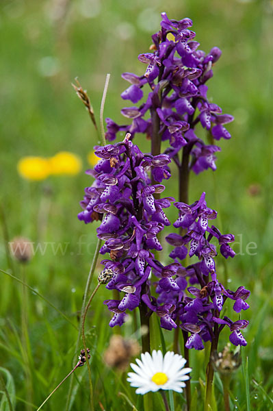 Kleines Knabenkraut (Orchis morio)