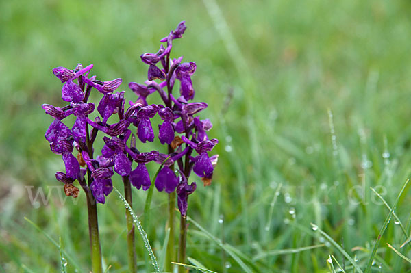 Kleines Knabenkraut (Orchis morio)