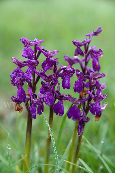 Kleines Knabenkraut (Orchis morio)