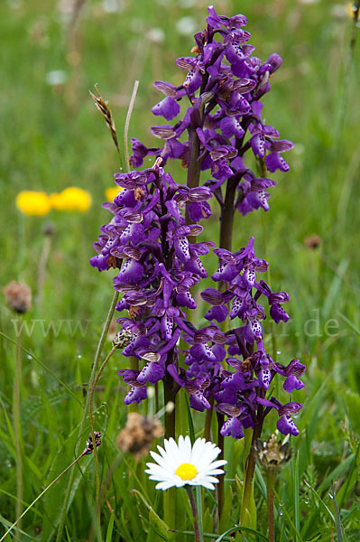 Kleines Knabenkraut (Orchis morio)