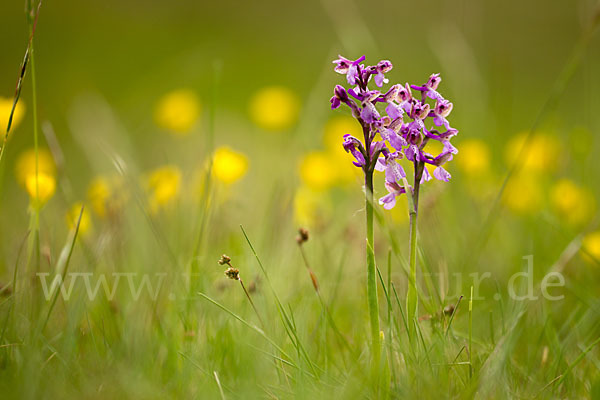 Kleines Knabenkraut (Orchis morio)