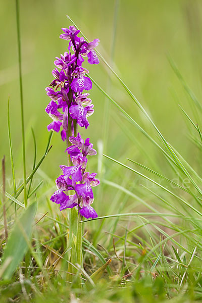 Kleines Knabenkraut (Orchis morio)