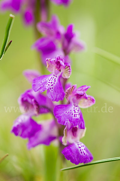 Kleines Knabenkraut (Orchis morio)