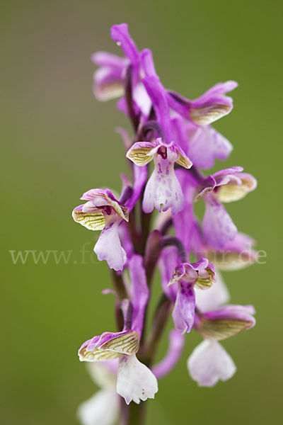 Kleines Knabenkraut (Orchis morio)