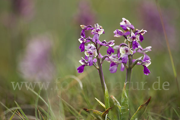 Kleines Knabenkraut (Orchis morio)