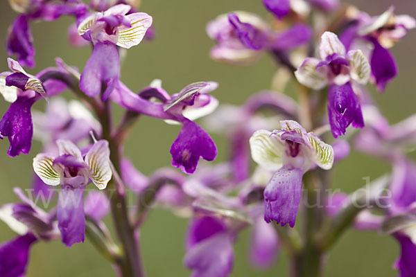 Kleines Knabenkraut (Orchis morio)