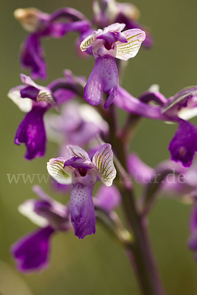 Kleines Knabenkraut (Orchis morio)