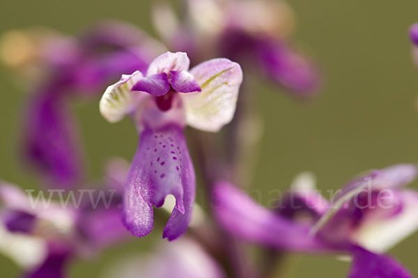 Kleines Knabenkraut (Orchis morio)