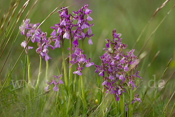 Kleines Knabenkraut (Orchis morio)