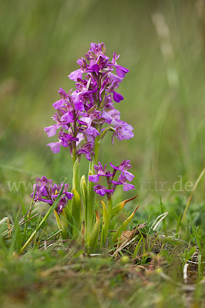 Kleines Knabenkraut (Orchis morio)