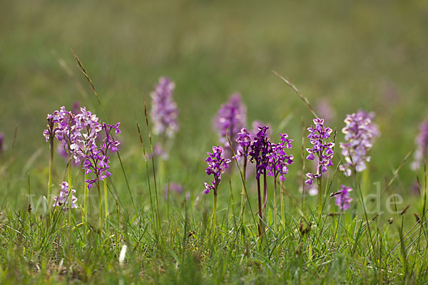 Kleines Knabenkraut (Orchis morio)