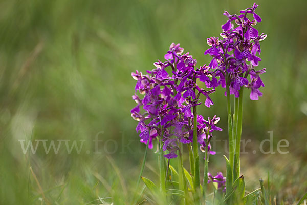 Kleines Knabenkraut (Orchis morio)