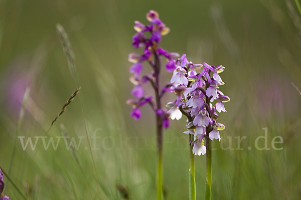 Kleines Knabenkraut (Orchis morio)