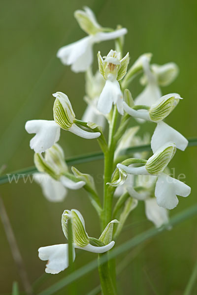 Kleines Knabenkraut (Orchis morio)