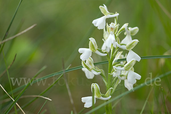 Kleines Knabenkraut (Orchis morio)