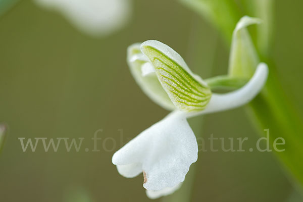 Kleines Knabenkraut (Orchis morio)