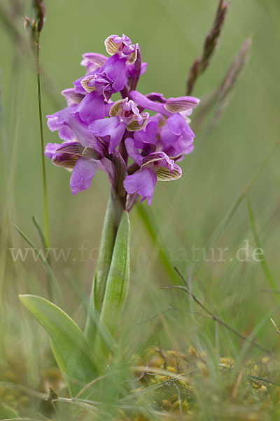 Kleines Knabenkraut (Orchis morio)