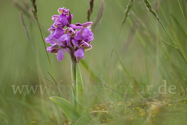 Kleines Knabenkraut (Orchis morio)