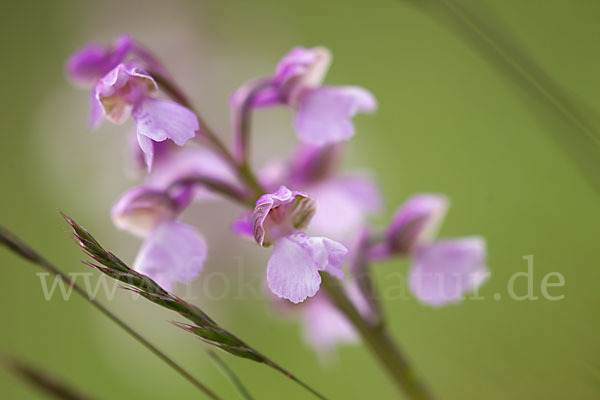 Kleines Knabenkraut (Orchis morio)