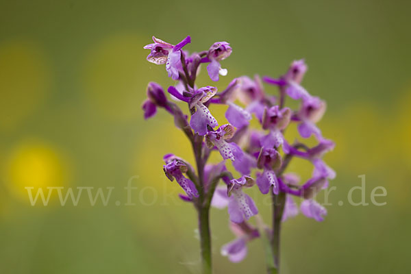 Kleines Knabenkraut (Orchis morio)