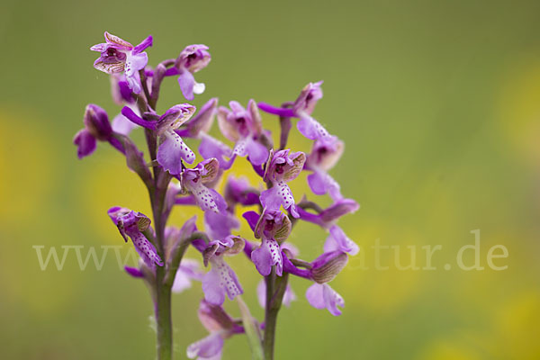 Kleines Knabenkraut (Orchis morio)