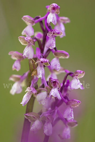 Kleines Knabenkraut (Orchis morio)