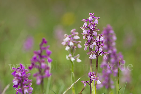 Kleines Knabenkraut (Orchis morio)