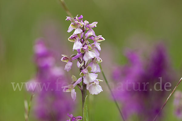 Kleines Knabenkraut (Orchis morio)