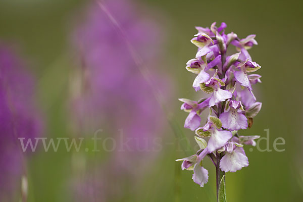 Kleines Knabenkraut (Orchis morio)