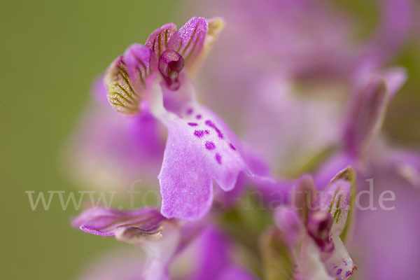 Kleines Knabenkraut (Orchis morio)