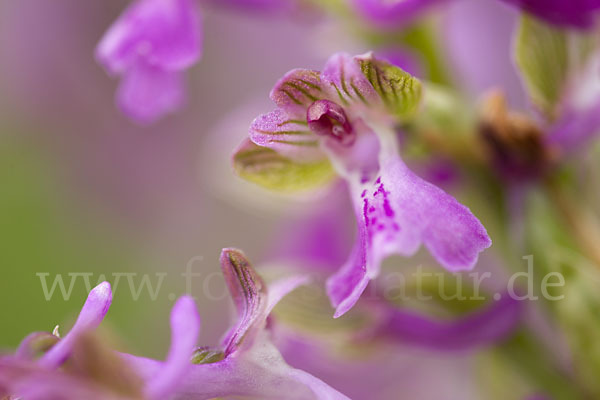 Kleines Knabenkraut (Orchis morio)