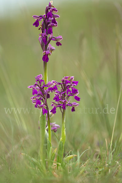 Kleines Knabenkraut (Orchis morio)