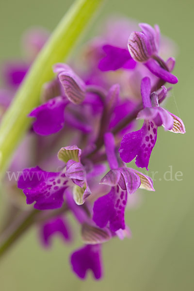 Kleines Knabenkraut (Orchis morio)