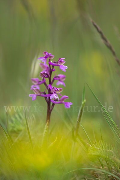 Kleines Knabenkraut (Orchis morio)