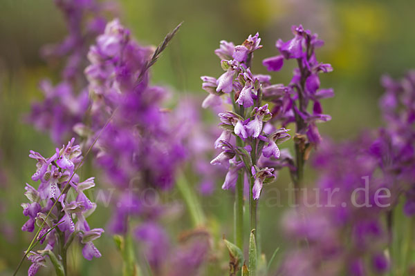 Kleines Knabenkraut (Orchis morio)