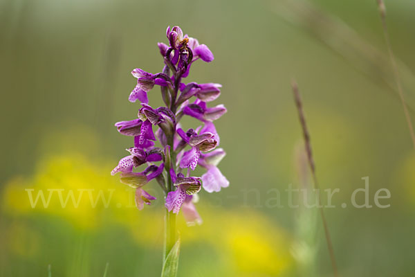 Kleines Knabenkraut (Orchis morio)