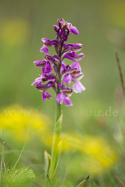 Kleines Knabenkraut (Orchis morio)