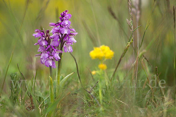 Kleines Knabenkraut (Orchis morio)