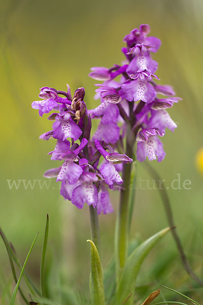 Kleines Knabenkraut (Orchis morio)