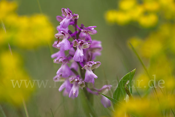 Kleines Knabenkraut (Orchis morio)