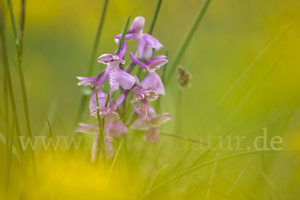 Kleines Knabenkraut (Orchis morio)