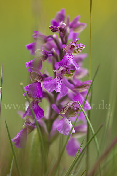 Kleines Knabenkraut (Orchis morio)